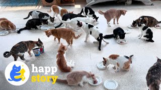 A Sanctuary of Hope Paws Crossed Lebanon Rescues Hundreds of Animals HAPP [upl. by Nedah475]