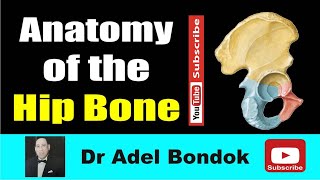 Anatomy of the Hip Bone Osteology Dr Adel Bondok Making Anatomy Simple [upl. by Hatokad303]