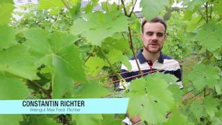 Weingut Max Ferd Richter in Mülheim an der Mosel [upl. by Nuriel]