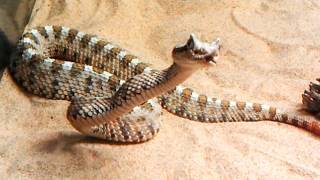 Sidewinder Rattlesnake Crotalus cerastes FEEDING [upl. by Enihpesoj153]