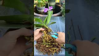 repotting orchid flower [upl. by Tserof]