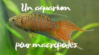 Je lance un nouvel aquarium pour les macropodes vlog [upl. by Yrrap887]