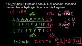 DNA how to solve genetics problems [upl. by Ahsakat]