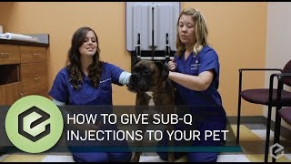 How To Give Prescribed Sub Q Injections to Your Pet [upl. by Monia]