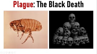 RatFleaYersinia Three Deadly Culprits of Plague  Black Death  Pneumonic amp Bubonic Plague [upl. by Jethro]