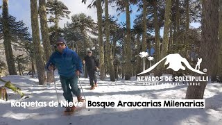 Raquetas de Nieve Bosque Araucarias Milenarias Nevados de Sollipulli Parque Natural amp Lodge [upl. by Ycat]