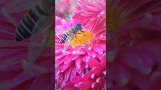 Pollination of Flower 🌼 🌸 ✨️  Ntaure Videos nature DiscoverPakistanTV [upl. by Esilahs]