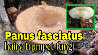 Panus fasciatus aka hairy trumpet fungi [upl. by Vasili]