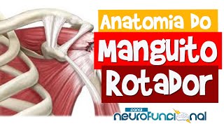 ANATOMIA DO MANGUITO ROTADOR Origem Inserção e Ação  Rogério Souza [upl. by Filippa208]