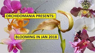 Orchidomania Presents Blooming in Jan 2018 [upl. by Karrah95]