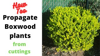 Propagating boxwood plants from cuttings [upl. by Ainesej501]