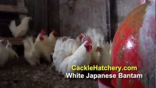 White Japanese Bantam Chicken Breed Breeder Flock [upl. by Denny]