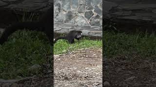 Coatimundi doesn’t like being watched music earth coatimundi nature wildlife [upl. by Ulrika]