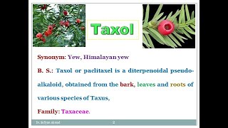 Industrial production estimation and utilization of Taxol Paclitaxel [upl. by Kandace]