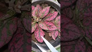 How to make polka dot plant healthy amp bushy gardeningaesthetics Hypoestes balconygarden shorts [upl. by Helbonna942]