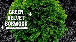 Green Velvet Boxwoods  TN Nursery [upl. by Magdala]