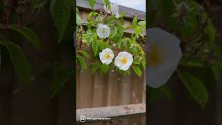 Watch my personal review of old rambling rose “Bobbie James” NOW gardenerben [upl. by Sucramad17]