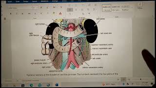 Duodenum anatomy  Small intestine features  Neurovascular supply Relations impmustwatch [upl. by Nollahp]