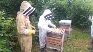 Head Keeper Matt on a Beekeeping Course [upl. by Grevera]