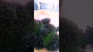 100 NATURAL Attachment of Cushion Mosses to Container See description [upl. by Piscatelli]