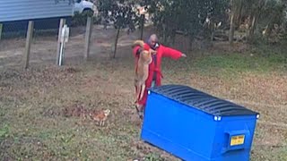 Man Grabs Coyote’s Tail to Save Beloved Dog’s Life [upl. by Roth]