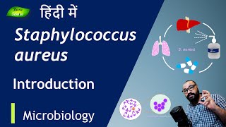 Staphylococcus aureus को समझें  Introduction  Basic Science Series Hindi [upl. by Jeffries]