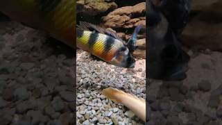 Haplochromis obliquidens cichlid shorts short fish [upl. by Sophey]