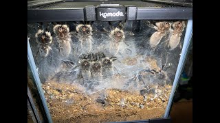 Monocentropus balfouri 30juvies to rehouse all together uploaded [upl. by Ahsetra]