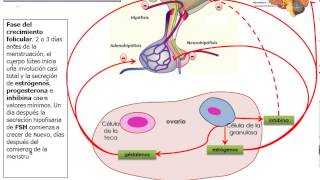 eje hipotalamo hipofisis ovario [upl. by Zaller]
