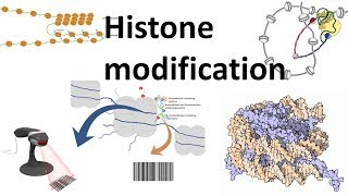 Histone modifications Introduction [upl. by Eiclehc]