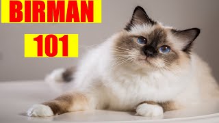 Birman Cat 101  Must Watch BEFORE Getting a BIRMAN CAT [upl. by Belinda371]