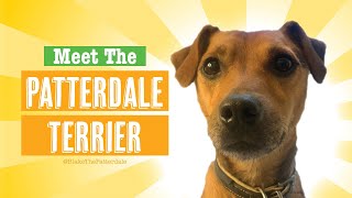 Patterdale Terrier Dog Breed [upl. by Lehsreh251]