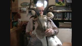 The Goat Bagpipes with huge horns  gaida gajda гајда гайда Pajdusko oro [upl. by Airelav73]