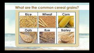 Introduction to Farinaceous Products [upl. by Nelyahs]