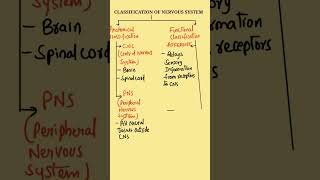 Classification of Nervous System  Nervous System Classification  Nervous System TypesCNS amp ANS [upl. by Lim]