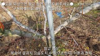 복숭아 성목 결과지 고슴도치 수형 단초전지Персиковое дерево обрезка обрезкаPoda de melocotonero poda [upl. by Enaywd]