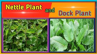 Nettle Plant and Dock Plant  HINDI shorts [upl. by Noloc]