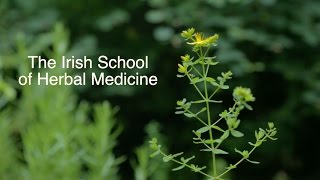 Professional Training in Herbal Medicine [upl. by Eecats372]