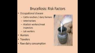 Brucellosis in cattle signsdiagnosistreatment [upl. by Mistrot219]