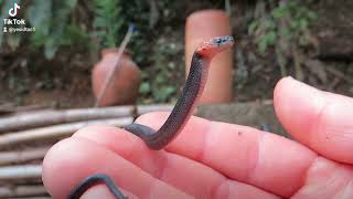 a young rednaped snake poses for me [upl. by Abihsot]