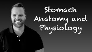 Stomach Anatomy and Physiology [upl. by Leiuqese]