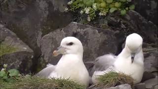 Northern Fulmars in Iceland [upl. by Glendon227]