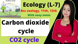 Ecology L7 carbon dioxide cycle lion batch  knowledge adda  BSc 3rd year zoology [upl. by Anirhtak]