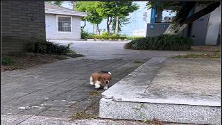 Stray puppy trembled and lay under the car  crying desperately and begging for help from passersby [upl. by Quint954]