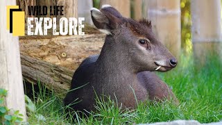 Unveiling the Enigmatic Tufted Deer  Natures Curious Icon [upl. by Annaehs]