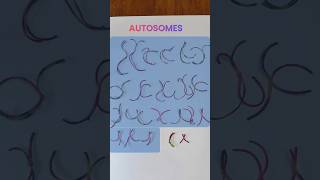 Pairs of Chromosomes  What is Autosomes [upl. by Winnie526]