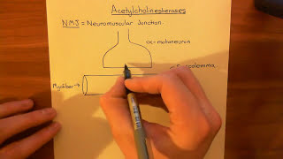 Acetylcholinesterases and Acetylcholinesterase Inhibitors Part 1 [upl. by Nama]