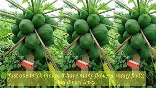 How to make a small dwarf and very fruitful papaya with just one brick  Agri CAMBO [upl. by Naasah959]