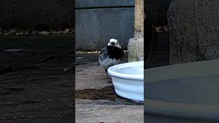 Pied Wagtails Splashy Delight Dunk Drink Dance [upl. by Oicneconi2]