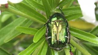 Oranger du Mexique Choisya aztec pearl Un paradis pour La Cétoine dorée Cetonia aurata [upl. by Neelrahs]